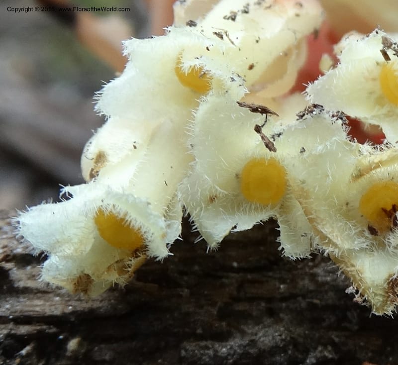 Monotropa hypopitys, Davidson, C 12626--ID. Idaho Co. S of Steamboat Summit. 5 Aug 2014. DSC00156 (156).JPG