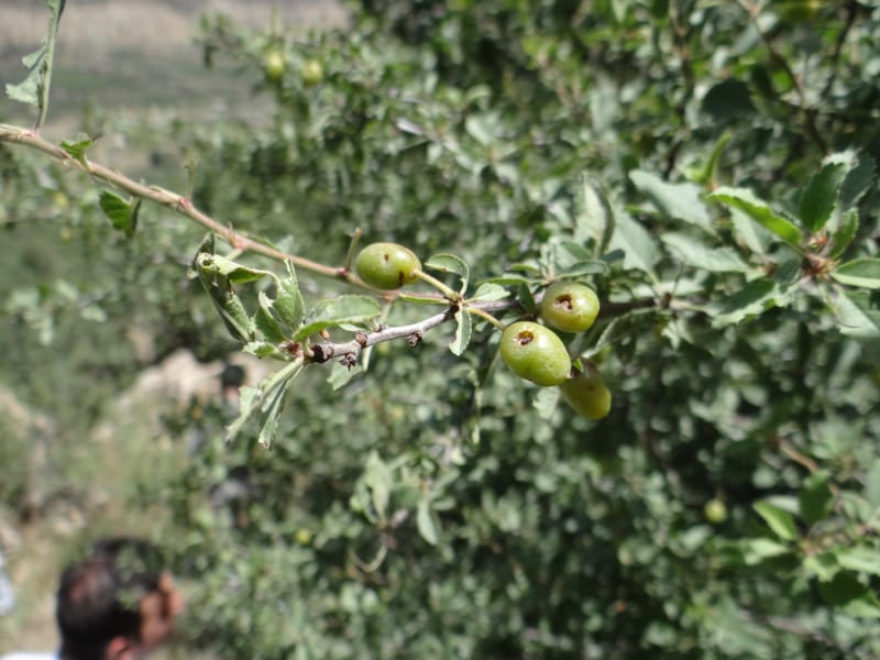 Prunus amygdalus--Iraq. Kurdistan. Shakh-i-Pira Magrun. 24 May 2013. DSC05074 (21).JPG