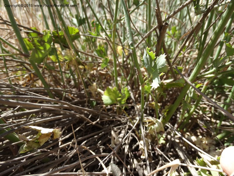 Asteriscium chilensis, Davidson, C 12819--Chile. Ruta J-55 east of Talca. 27 Nov 2014. DSC08479 (74).JPG