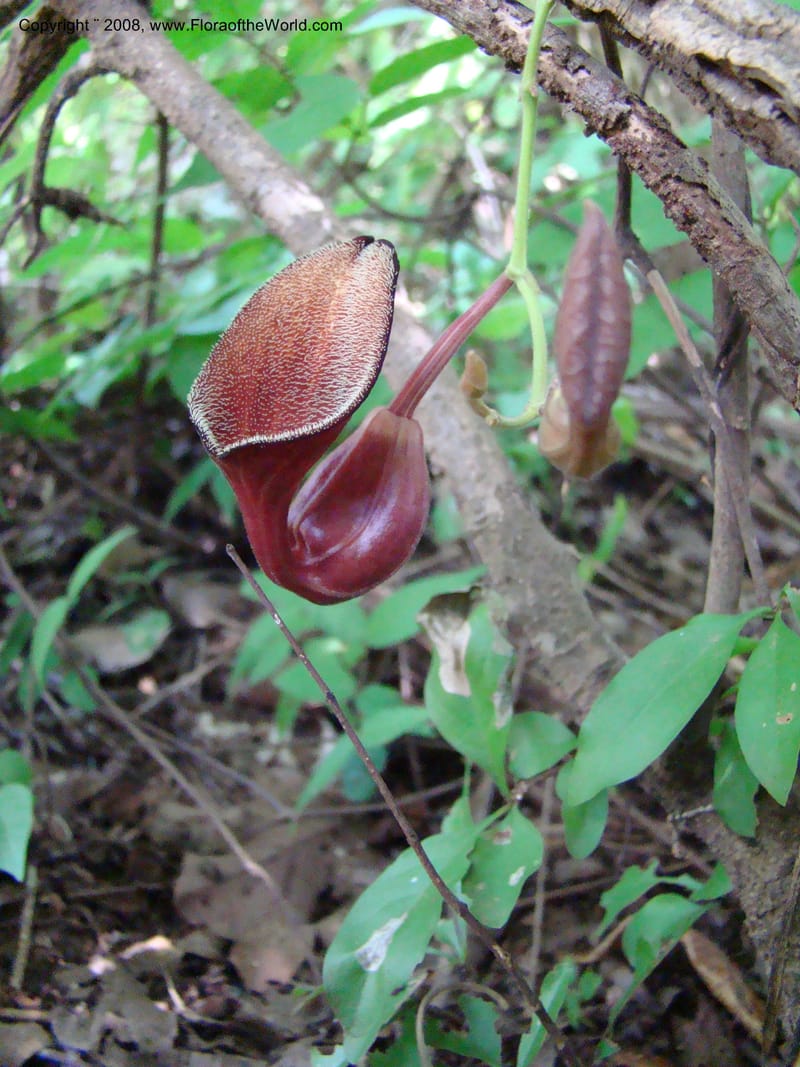 Aristolochia maxima, NMartinezM2422--MX. Chiapas. Jiquipilas. Cerro el Campanario. 14 Sep 08. 065.jpg