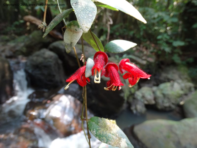 Aeschynanthus, Davidson, C 12673--Sabah. Danum Valley. 4 Oct 2014. DSC01741 (185).JPG