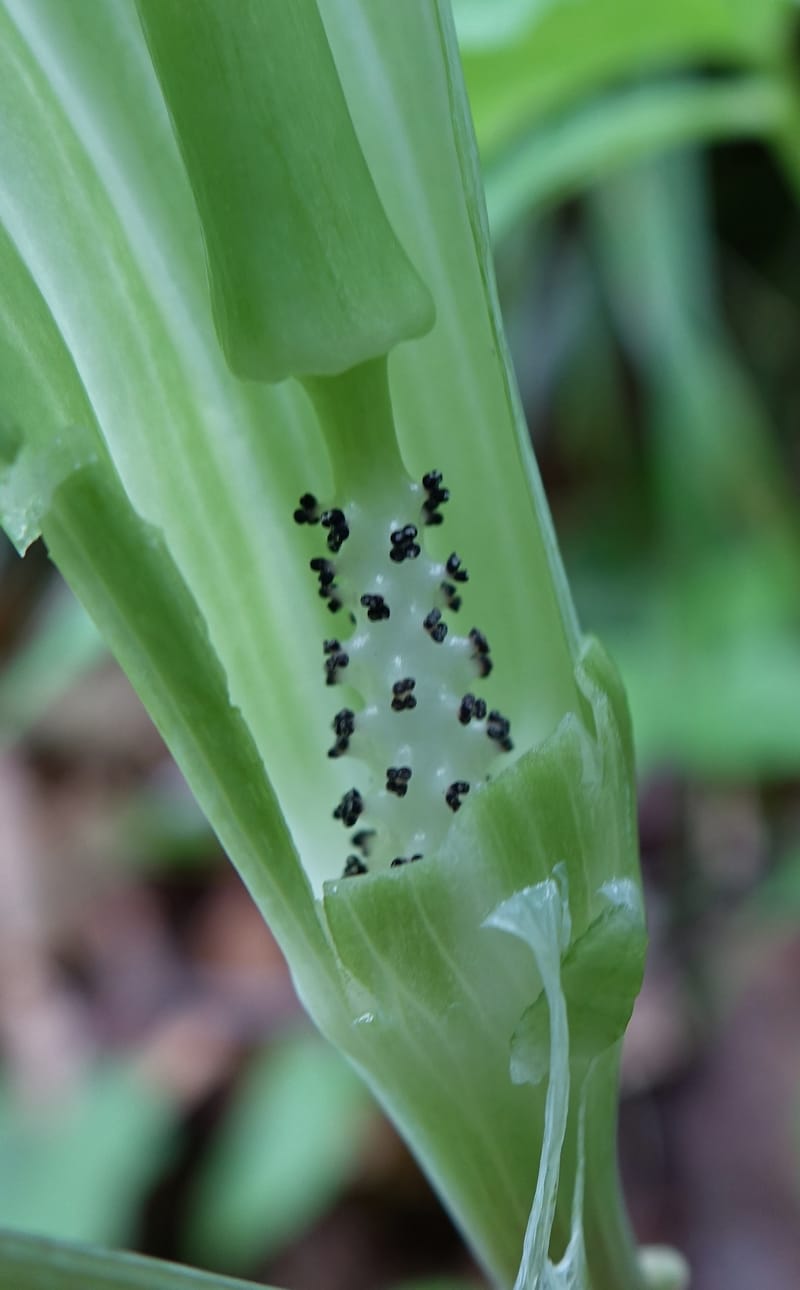 Arisaema amurense var. robustum--Japan. Niigata. Sasagamine. Yu Memidaira. Forest Therapy Trail. 28 May 2016. DSC04970 (4).JPG