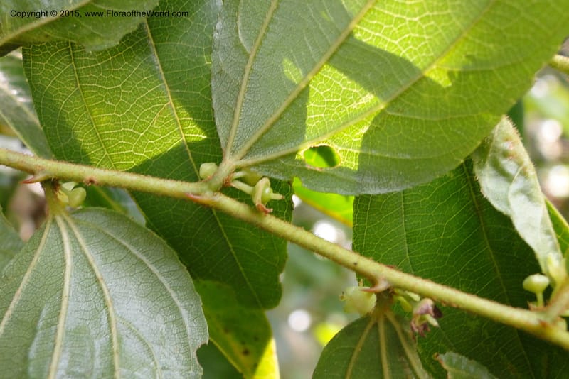 Ziziphus, Regalado 1915--Viet Nam. Da Ha to Tan Not R. Sta. 14 May 2011. 092 (1).jpg