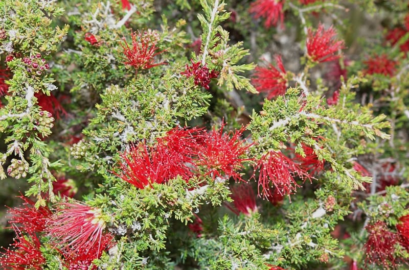 Beaufortia cyrtodonta, Davidson, C 13522--Australia. W.A. Red Gum Pass Rd., odom 31. 30 Oct 2016. DSC07055 (19).JPG