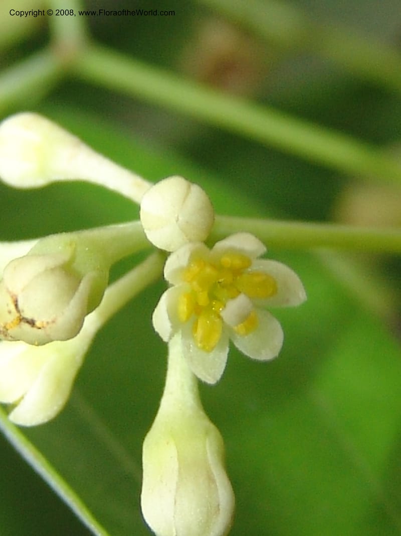 Cinnamomum pauciflorum, 040921101--China. Hubei. Wuhan Botanical Garden. 24 Apr 07. 409.jpg