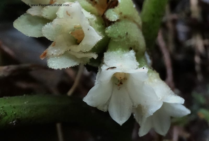 Pentaphragma cyrtandriforme, Davidson, C 12738--Sabah. Mt. Kinabalu. Bundu Tuhan Trail. 11 Oct 2014. DSC04153 (97).JPG