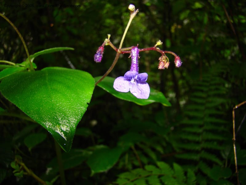 Streptocarpus buchananii, RGereau7015--Tanz. Mbeya Rural Distr. Ngozi Crater. 26 Jan 08. 138.jpg