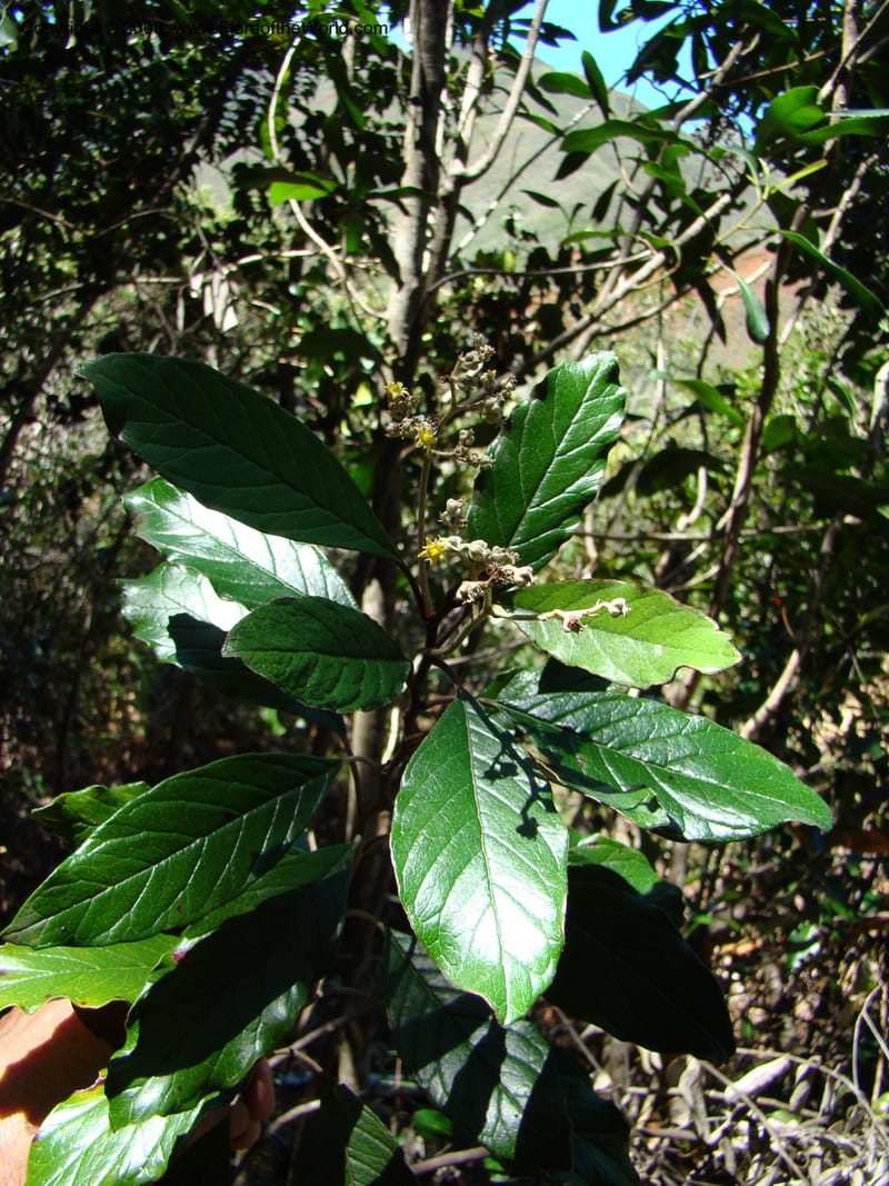 Argophyllum, JMunzinger4653--N.Caled. Dumbea Dam in Dumbea Riv, S of Noumea. 11 Nov 07. 067.jpg