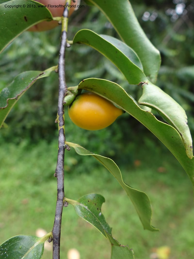 Diospyros, S.98882--Malaysia, Sarawak. Kubah Nat. Park. 28 Mar 2012. DSC05973 (52).JPG