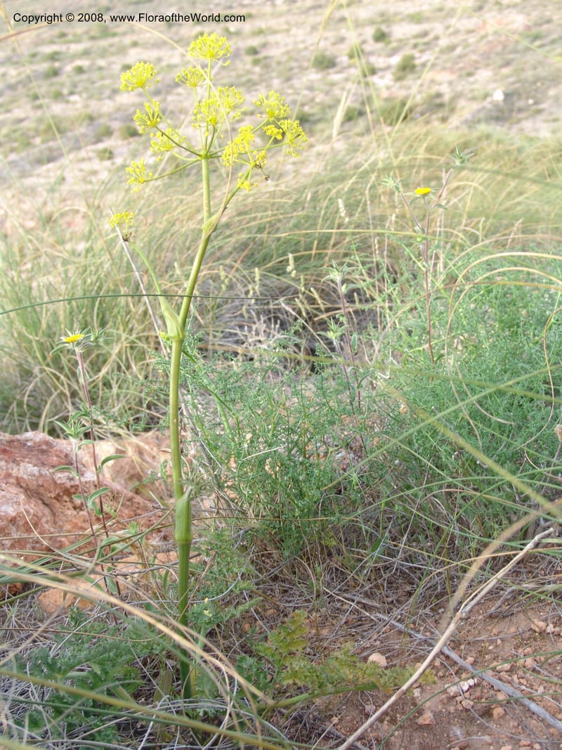Thapsia villosa--Spain. Prov. Almeria. Cabo de Gata. Jard.Bot.El Abardinal. 23 Apr 05. 152.jpg