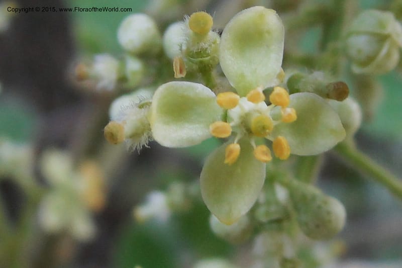 Clausena, Regalado 1953--Viet Nam. Forest Block 19. 15 May 2011. 270 (9).jpg