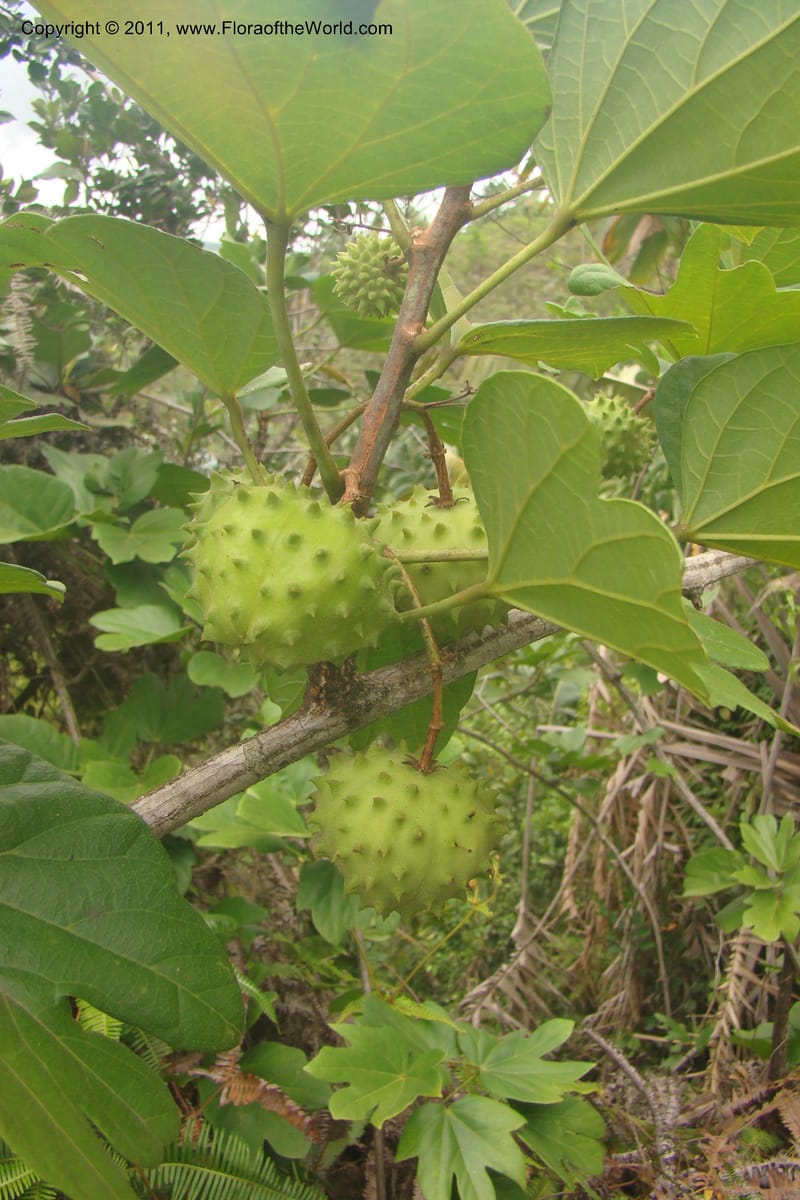 Byttneria, Rogers 1233--Madagascar. Prov. Fianarantsoa. Manakara-Irondro.15 Jan 09. 001.jpg