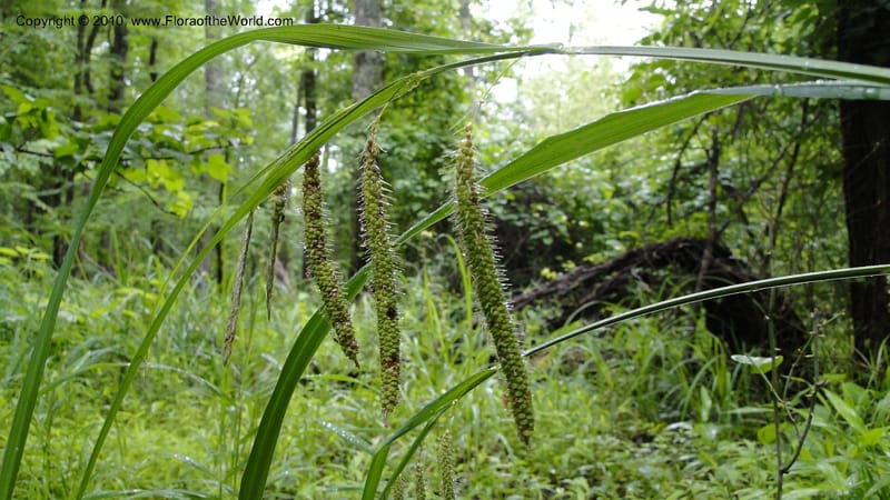 Carex, Mori 27442--North Carolina. Wake Co. Falls Lake. 25 May 2010. 078 (33).jpg