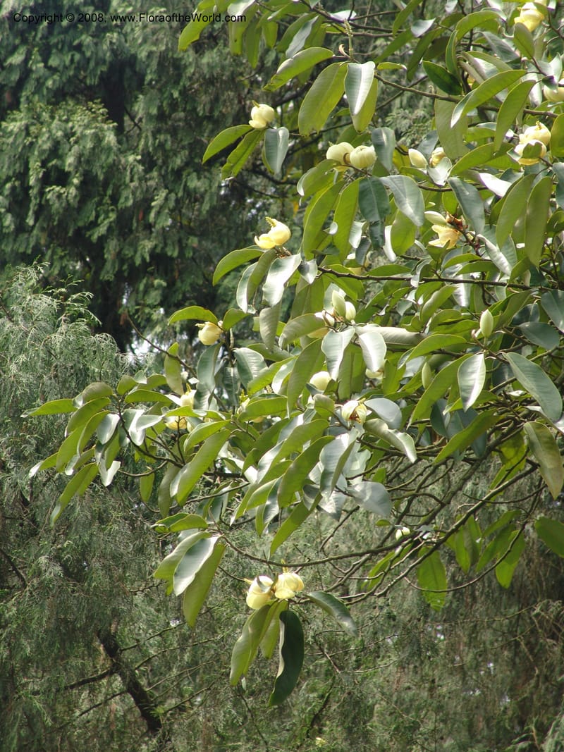 Michelia foveolata, 050883802--China. Hubei. Wuhan Botanical Garden. 24 Apr 07. 184.jpg