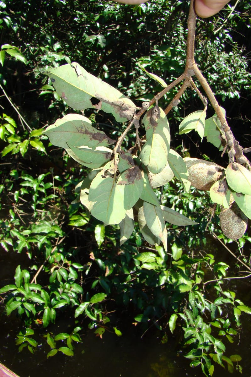Couepia, R. Vasquez 34555--Peru. Pacaya Samiria. Yantacocha. 5 Nov 08. 199.jpg