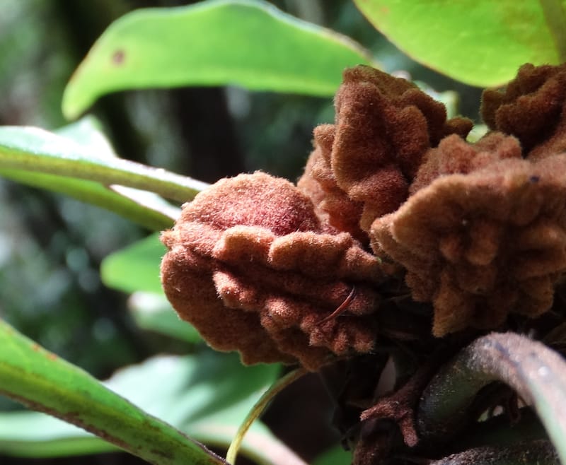 Pittosporum, Bruy, D 117--New Caledonia. Haute Robinson. 11 Nov. 2015. DSC00909 (176).JPG