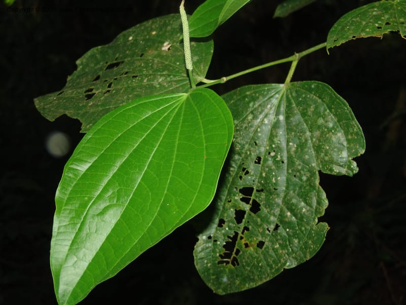 Piper reticulatum, AAMurakami1603--Bolivia. Pq. Nac. Madidi. Laguna Chalalan. 26 Nov 04. 754.jpg