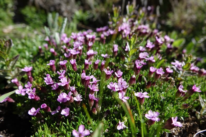 Silene exscapa, Callmander, M 1279--Switzerland. Furkapass. 1 Jul 2016. DSC06826 (172).JPG