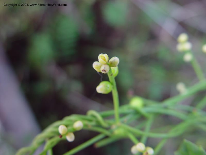Cassytha filiformis--FL. Collier Co. Corkscrew Swamp Sanctuary. 12 Jan 03. 113.jpg