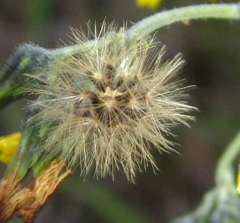 Hieracium cf, Croat95052--Ecuador. Prov. Carchi. Mira-San Isidro. 20 Feb 05. 306a.jpg