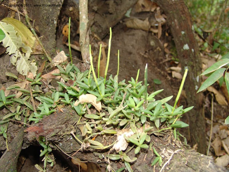 Peperomia bopiana, AraujoM2899--Bolivia. F. Tamayo. Rio Machariapu. 17 Sep 06. 122 (3).jpg