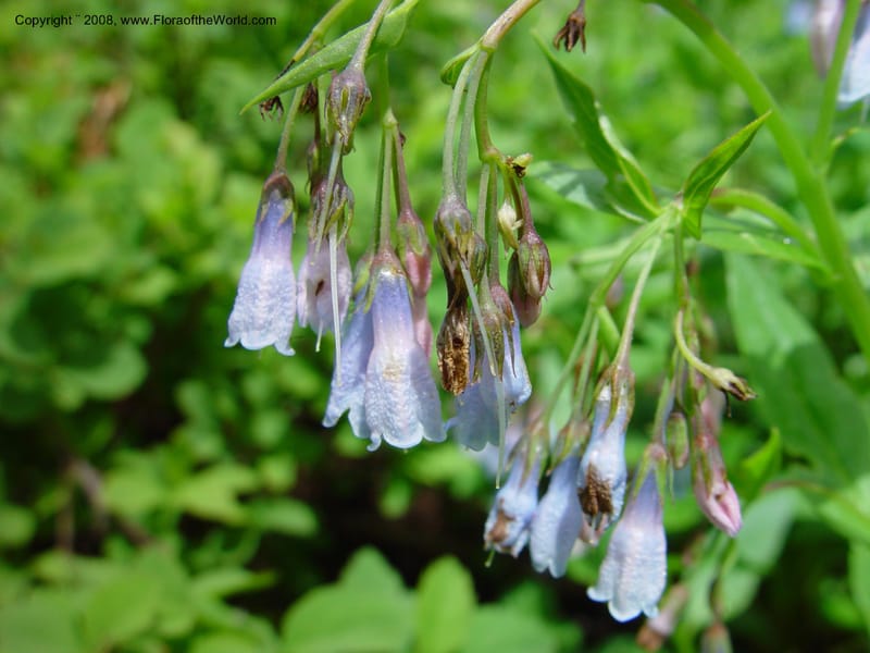 Mertensia--ID. Adams Co. Ca. Hwy 55, twd Brundage Mtn. 21 Jun 03. 053.jpg