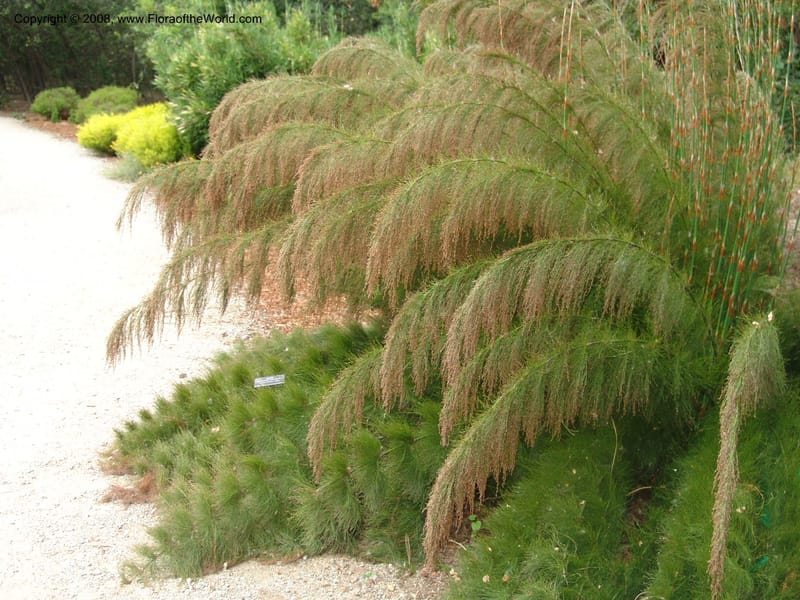 Ischyrolepis subverticillata--CA. McConnell Arboretum, Redding. 4 Jun 07. 194.jpg