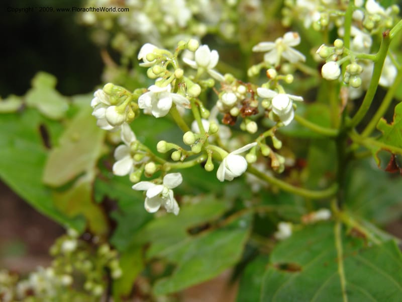 Nectandra, DNeill15748--Ecuador. Prov. Zamora Ch. Silica Mine, Las Orquideas. 15 Sep 07. 421.jpg