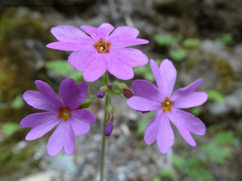 Primula polyneura, Boufford, D 43609--China. Sichuan. ShaShiDuo. 8 May 2014. DSC04232 (76).JPG