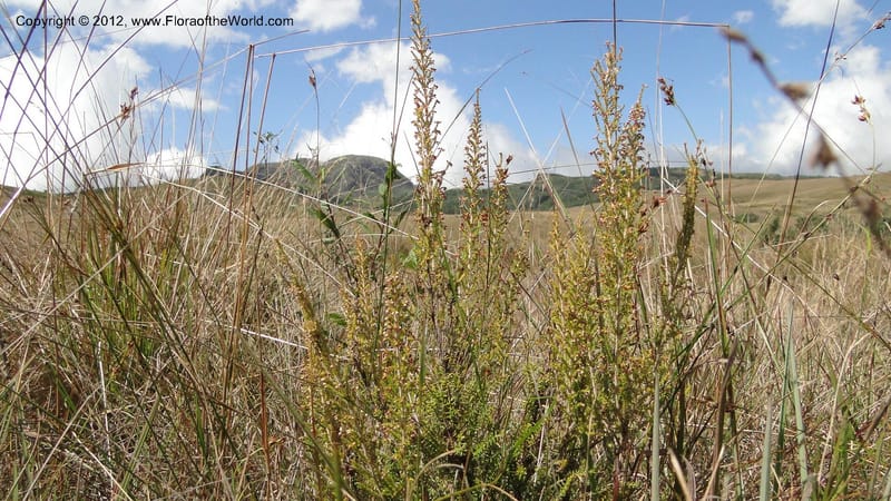 Erica aristata, N. Manjato 178--Madagascar. E of Ambositra toward Antoetra. 2 May 2010 182 (12).jpg