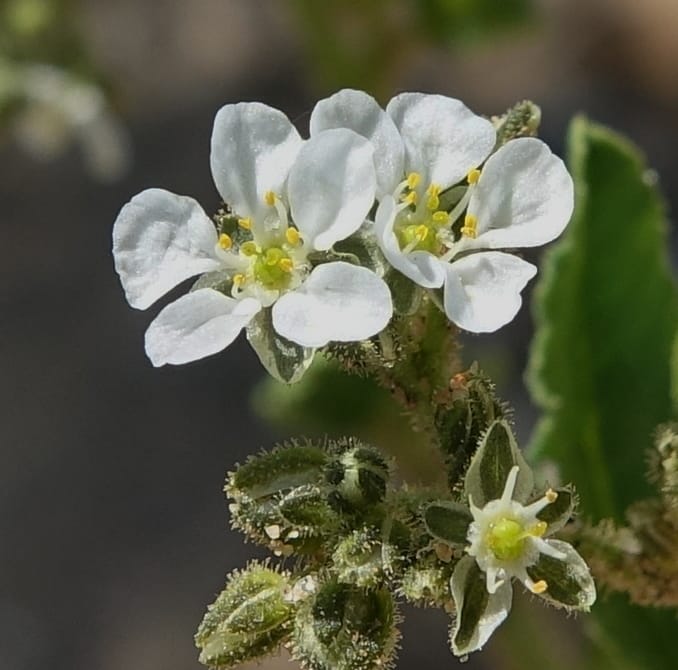 Limeum myosotis, L. Nanyeni 1158--Namibia. B1 to Rehoboth, Frankie Fredricks St. 15 Mar 2018. DSC00565 (464).JPG