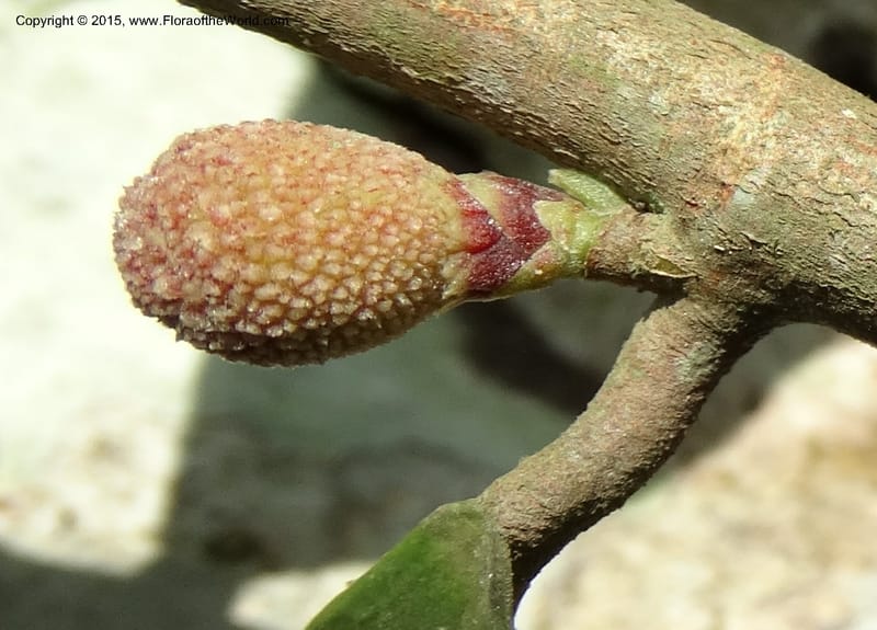 Treculia obovoidea, Davidson, C 12341--Cameroon. Mokoko For. Res. 20 Mar 2014. DSC02622 (257).JPG