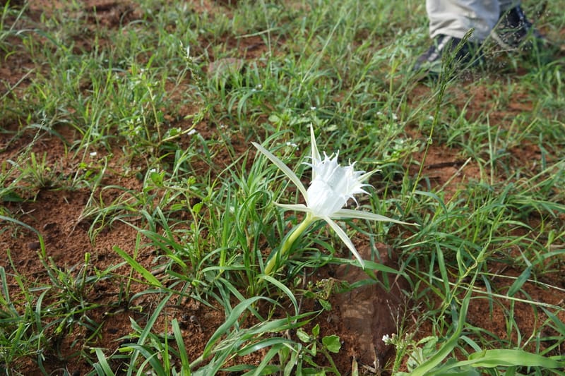 Pancratium tenuifolium, L. Nanyeni 1257--Namibia. Hwy D1471, S of Eningu Farm. 28 Mar 2018. DSC03969 (20).JPG