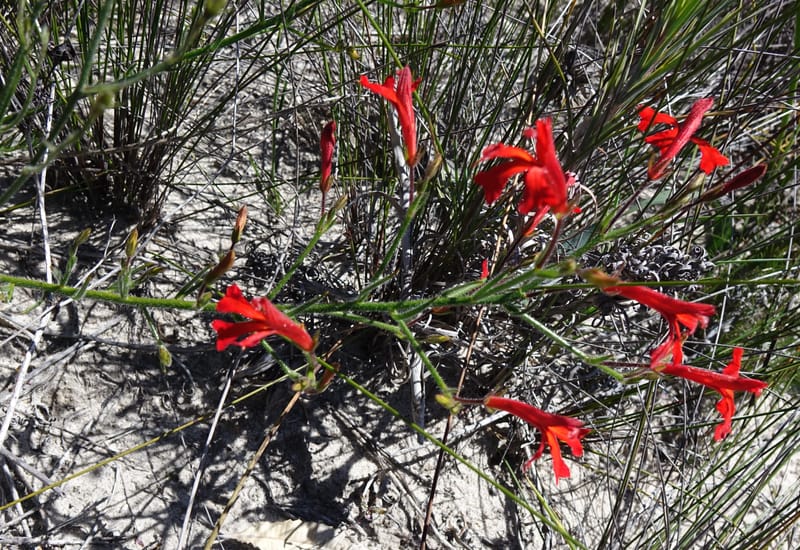 Leschenaultia, Davidson, C 13425--Australia. W.A. Green Head-Coorow Rd. Stop 2. 24 Oct 2016. DSC04873 (26).JPG