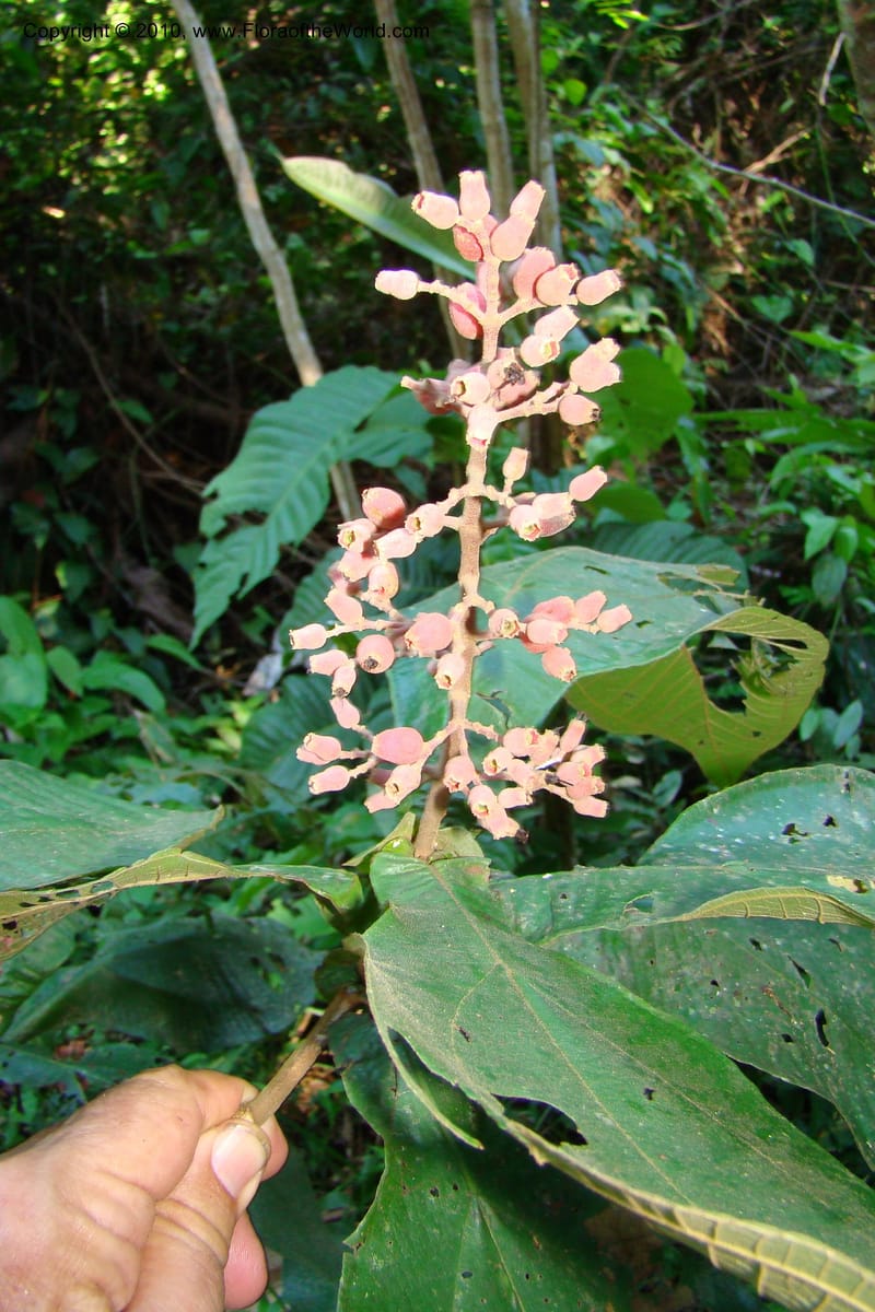 Miconia, Vasquez 34791--Peru. Loreto. Dist. Nauta. Miraflores, Rio Tigre. 10 Nov 08. 708.jpg