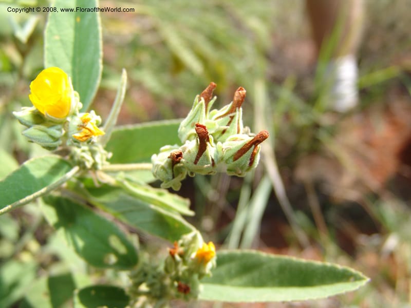 Melhania acuminata--So.Africa. Mpumal. twd Rietfontein. 16 Mch 05. 433.jpg