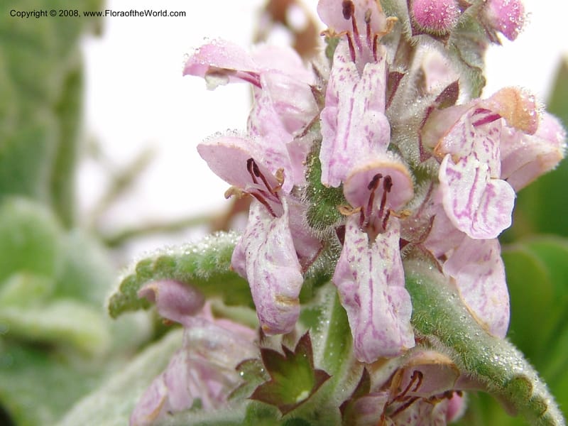 Stachys ajugoides--CA. Mendocino Co. Pt. Arena Light house. 25 Jun 06. 009.jpg