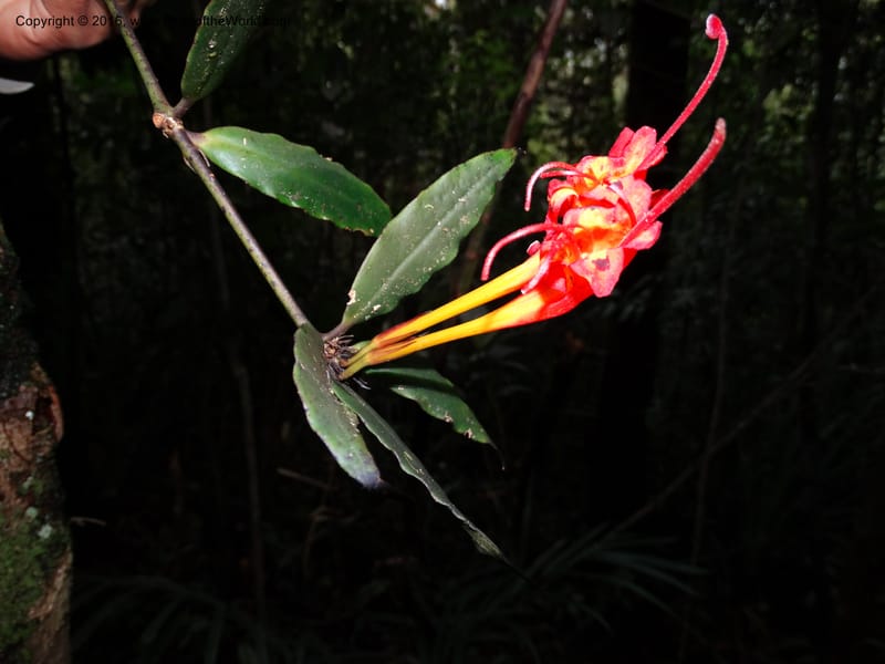 Aeschynanthus, Davidson, C 12736--Sabah. Mt. Kinabalu. Bundu Tuhan Trail. 11 Oct 2014. DSC04153 (42).JPG