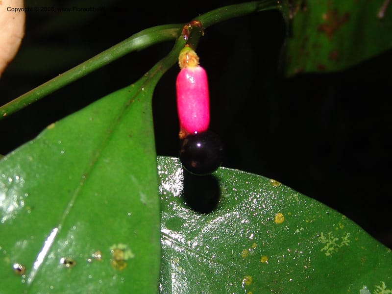 Chazaliella, MLeal1013--Gabon. Prov. Estuaire. Mondah For., Cap. Esterias. 11 Apr 06. 233.jpg