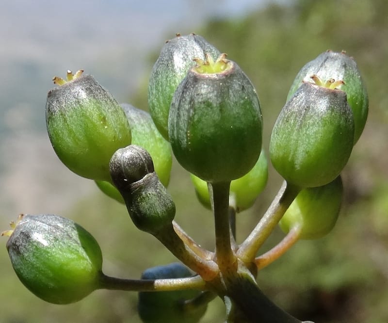Plerandra polydactylis, Lowry, P 7420--New Caledonia. PinPin. 20 Nov 2015. DSC03938 (126).JPG