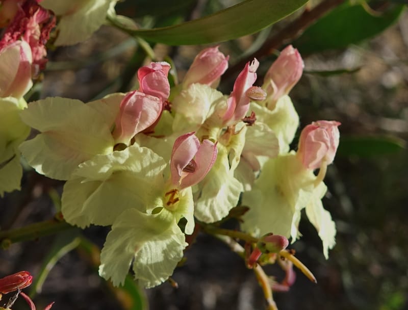 Leschenaultia linarioides, Davidson, C 13441--Australia. W.A. Mt. Adams Rd. 24 Oct 2016. DSC05357 (16).JPG