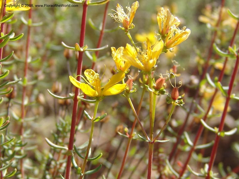 Hypericum empetrifolium ssp empetrifolium--Crete. Ep. Apokoronos. Roadside, ca. Douliana. 23 May 05. 014.jpg