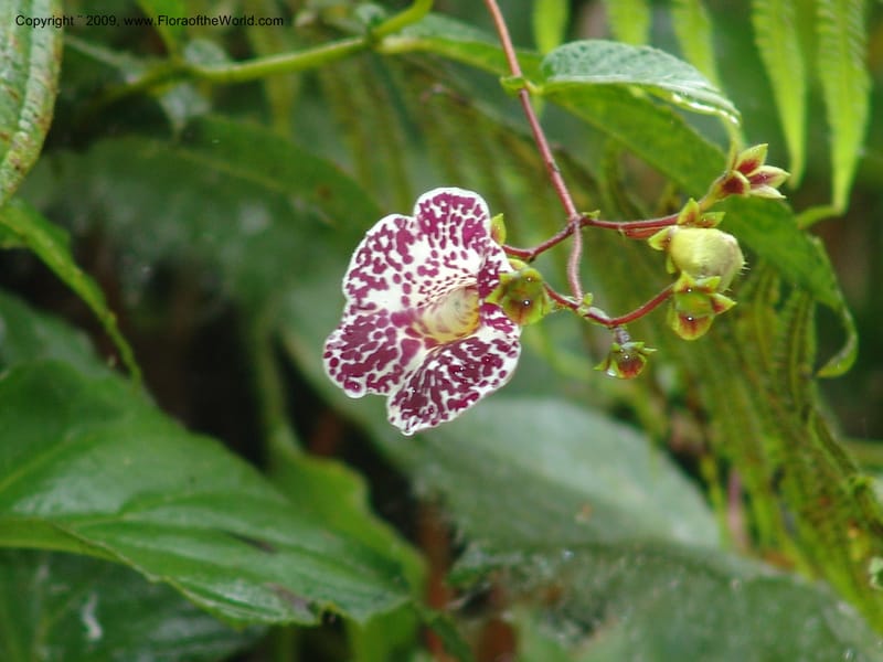 Croat94529--Ecuador. Prov. Pichincha. Guaycuyacu-Pacto. 12 Feb 05. 046.jpg