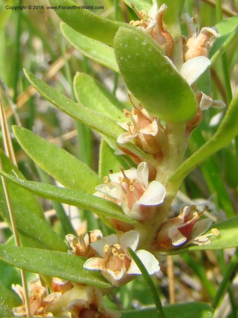 Glaux maritima, D. Mansfield 08-494--OR. Malheur Co. 10 km W of Rome on Hwy 95. 16 Jul 08. 028.jpg