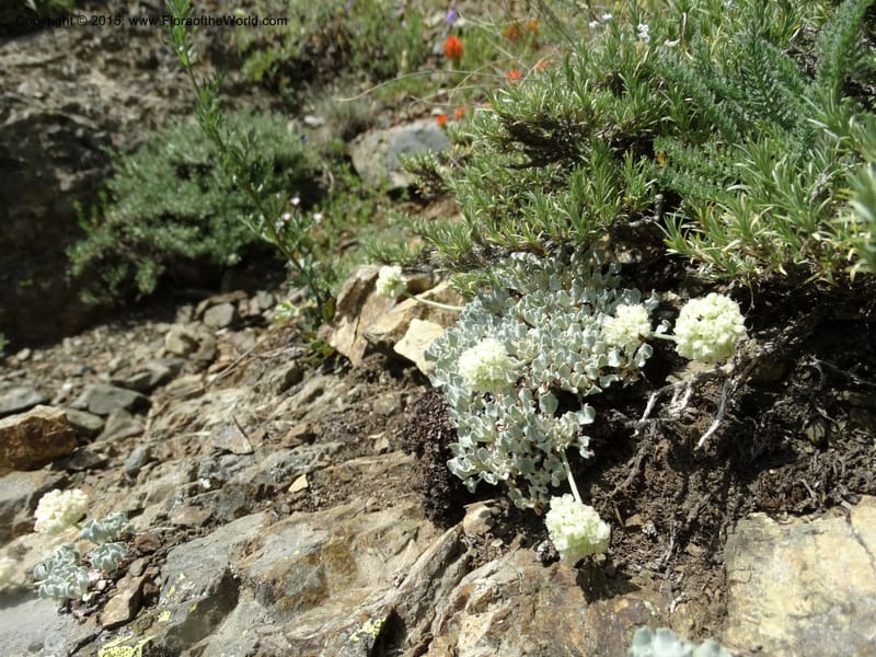 Eriogonum ovalifolium var. nivale, Davidson, C 12594--ID. Idaho Co. Seven Devils Camp Ground. 15 Jul 2014. DSC00113 (209).JPG