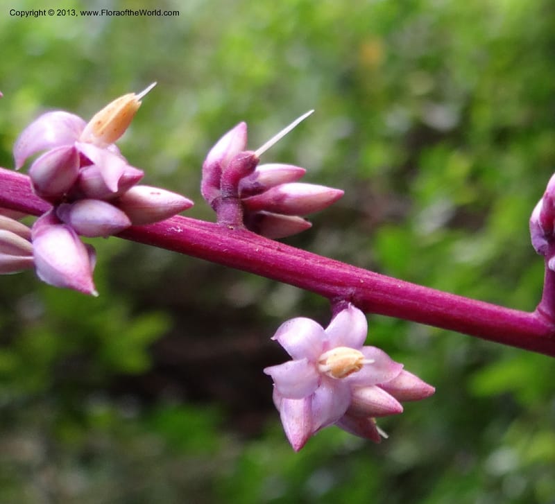 Ardisia, VC 5619--Thailand. Surat Thani Prov. Khlong Phanom Nat. Park. 15 Nov 2012. DSC09389 (264).JPG