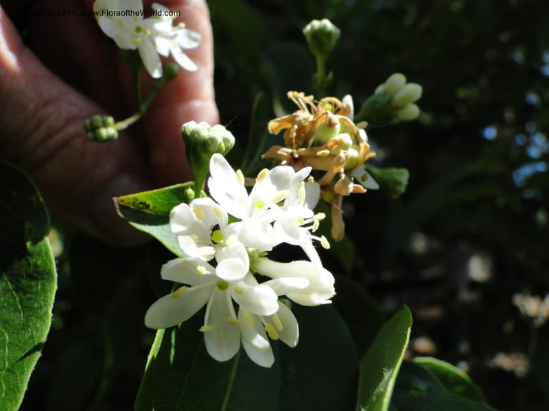 Heptacodium jasminoides--Tasmania. Royal Tasmanian Botanical Garden. 2 Feb 2010. 3596 (8).JPG