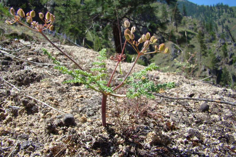 Cymopterus glaucus, C. Davidson 11362--Idaho. Idaho Co. Salmon River. Polly Bemis Ranch. 27 May 2009. 247.jpg