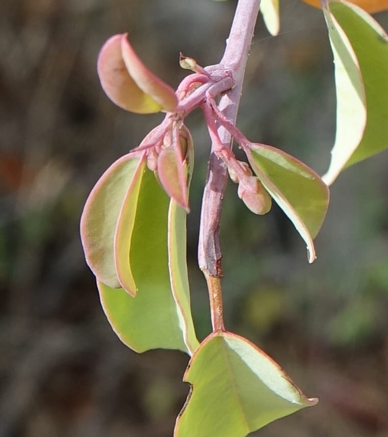 Ximenia americana, Nanyeni 1210--Namibia. C43 S of Opuwo. Odom 76. 21 Mar 2018. DSC02429 (90).JPG