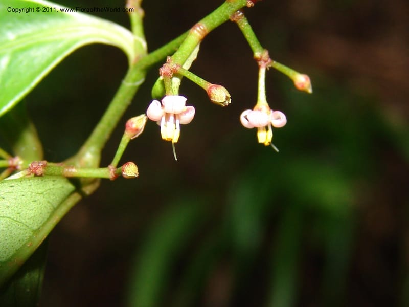 Ardisia, RVasquez31612--Peru. Prov.  Oxa. Estac. Paujil. Camino  Pozo Tigre. 17 Oct 06. 782.jpg